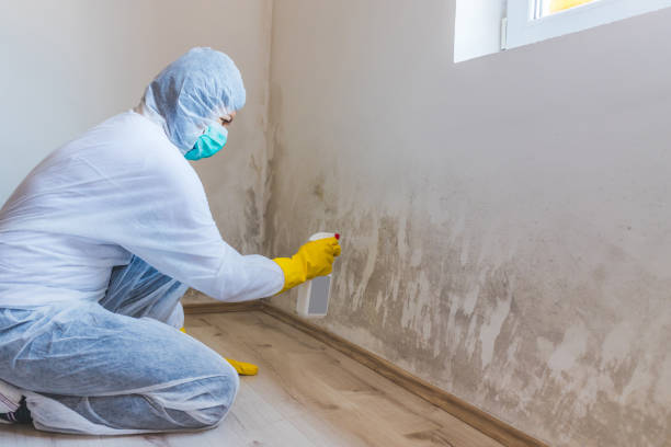 Licensed Bathroom Mold Removal service in Meyersdale, PA - WQB Mold Removal